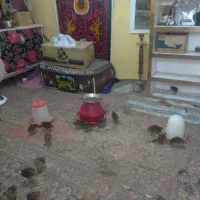 فروش جوجه بلدرچین محلی در روستای ژاله ای