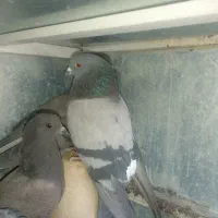 کبوتر سبز پرشی