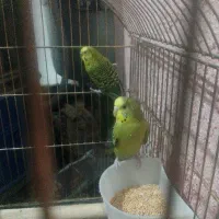 یک جفت مرغ عشق