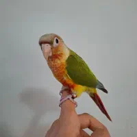 گرینچیک نر و ماده