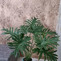 گلدان برگ انجیری به ارتفاع 1متر و 35سانتی متر