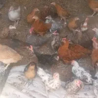 تخم مرغ