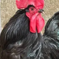 خروس سیاه ورنگی پیک در محل سفید مرغ تخمی