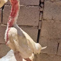 معاوضه لاری با دستگاه جوجه کشی