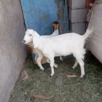 دوعدد کره پاکستانی نرو ماده
