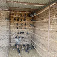 کبوتر|پرنده|قشم, |دیوار