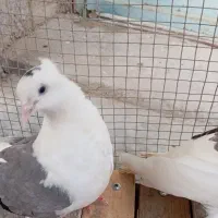 کبوتر