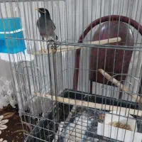 مرغ مینا  ماده سخن گو ۹ ماهه سرحال