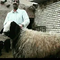 shep ghen گوسفند چندقلوزا shali بره