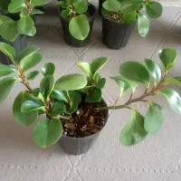 برگ قاشقی و اشک تمساح موجود شد