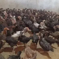 جوجه مرغ محلی