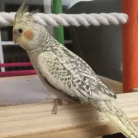 عروس هلندی مولد