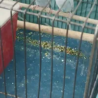مرغ عشق