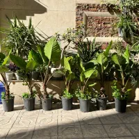 پرورش دهنده گیاه بابا آدم