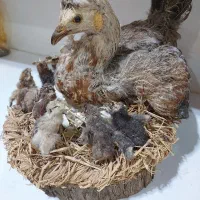 مجسمه مرغ