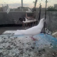 جوجه سفید کرمونی