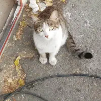 گربه زنگوله دار