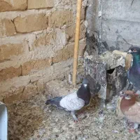 کفتر رنگه و پرشی