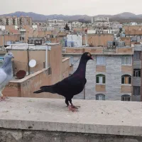 زیل بتو ماده