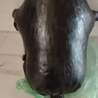 هیزه گوسفند