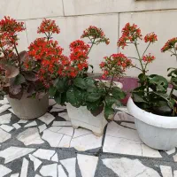 کالانکوئه