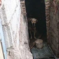 عراقی 14 ماهه