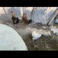 فروش مرغ وخروس