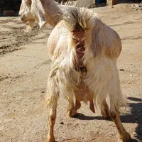 به نام خدا ۲۰ عدد بز