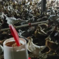 جوجه محلی