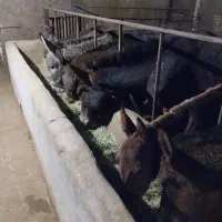 قاطر جوان