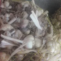 سیر
