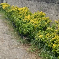 شمشاد طلایی سطل ۱۰