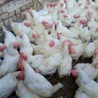 مرغ تخم گزار سفید