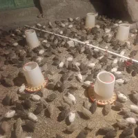 بلدرچین و کوک