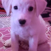 واگذاری سگ اشپیتز شیتزو واکسینه شده