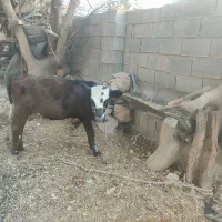 گاو با گوساله نر