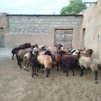15 راس میش وشیشک