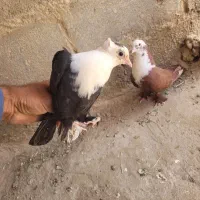 سلام جفت کربلایی نرو ماده فروشی