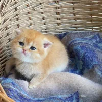 بچه گربه اسکاتیش فلد