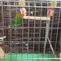 وقت نمی‌کنم