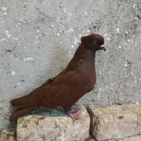 رنگ|پرنده|بروجرد, |دیوار