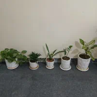 گل های طبیعی