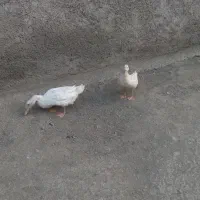 اردک