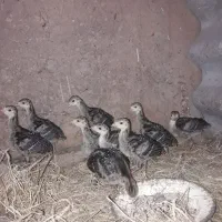 ده بچه بوقلمون برنز۴۵روزه
