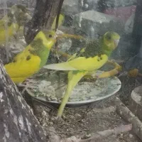 جوجه مرغ عشق