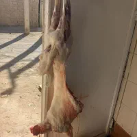 بره نر. زنده کشتار درخانه کیلو ۱۴ملیون ریال