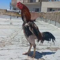 خروس لاری