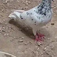 کبوتر|پرنده|علیآباد کتول, |دیوار