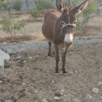 یک رس الاغ با کره