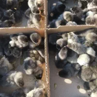 آیسبار نژاد تخمگذار بسیار مرقوب فرانسه جو جه